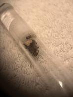 Myrmicaria brunnea 1q 5-10 werksters / mieren ant kolonie, Fourmis