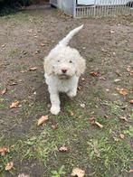 Mooie Labradoodle pups!, Dieren en Toebehoren, België, Reu, CDV (hondenziekte), 8 tot 15 weken