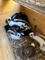 Lotharingen vlinders, Dieren en Toebehoren