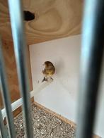 Métisse putter-kanarie, barmsijs, zwartkop