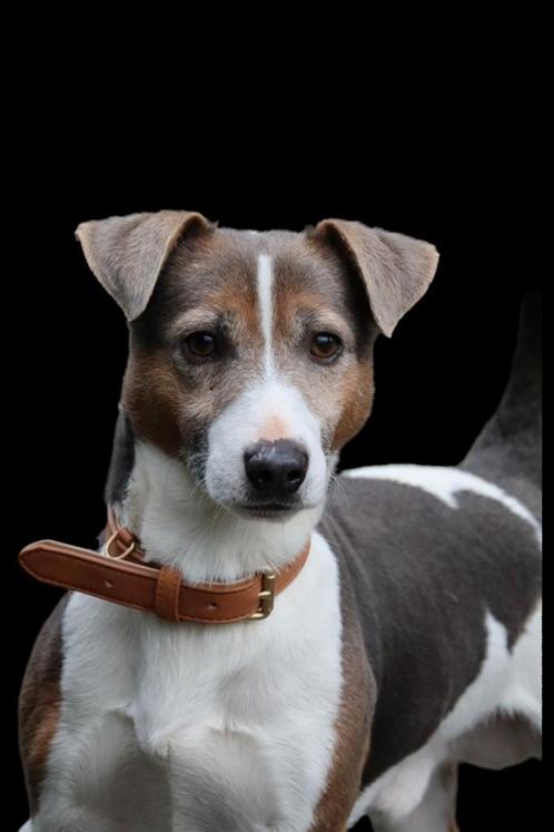 Jackrussel dekreu, Dieren en Toebehoren, Honden | Jack Russells en Terriërs, Reu, Jack Russell Terriër, Fokker | Hobbymatig, Meerdere