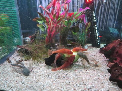 ANCISTRUS koppel in kleur rood/oranje = 25 €, Animaux & Accessoires, Poissons | Poissons d'aquarium, Poisson d'eau douce