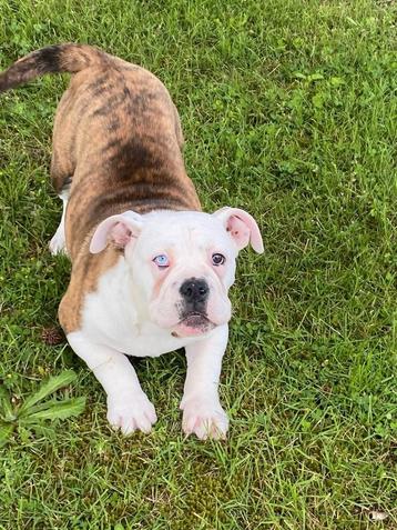 old english bulldog 