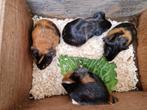 CAVIA, Dieren en Toebehoren, Knaagdieren, Oktober, Meerdere dieren, Cavia