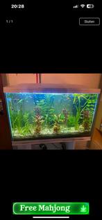 Zoet/warm watervissen, Dieren en Toebehoren, Vissen | Aquariumvissen, Vis, Zoetwatervis, Schoolvis