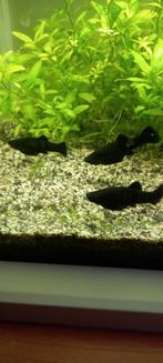 Aquariumvissen, Dieren en Toebehoren