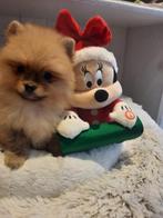 Pomeriaan pups te koop, België, Keeshond, CDV (hondenziekte), 8 tot 15 weken