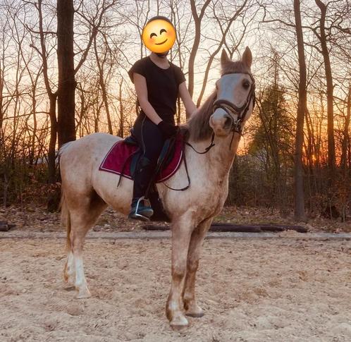 Super lieve, bomproof en veelzijdige pony, Dieren en Toebehoren, Pony's, Ruin, M, D pony (1.37m tot 1.48m), 11 jaar of ouder, Gechipt