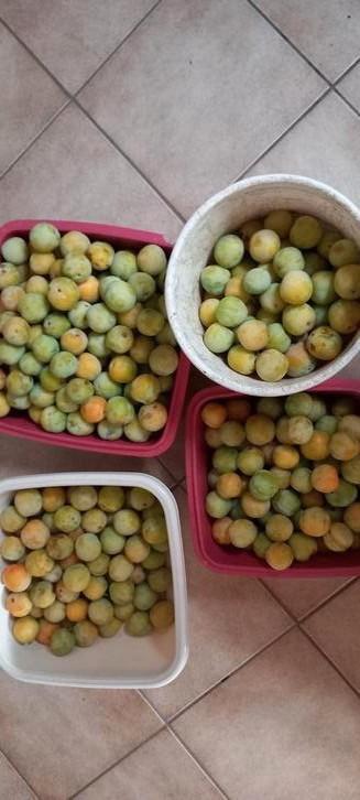 Reine Claude pruimen vers geplukt bio uit eigen tuin. beschikbaar voor biedingen