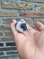 Jonge campbelli dwerghamsters, verschillende kleuren, tam, Dieren en Toebehoren, Juni, Hamster, Tam