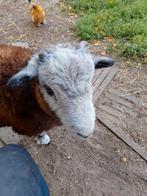 Herdwick ram, Dieren en Toebehoren