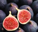 Stekken van diverse vijgenrassen, Tuin en Terras, Planten | Fruitbomen, Ophalen