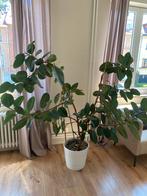 Ficus elasitca 1.70 x 1.70 avec pot