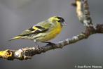 Ik zoek en sijs, Dieren en Toebehoren, Vogels | Overige Vogels