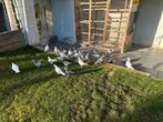 Pigeons pakistanais volent entre 8 et  0032494816959, Dieren en Toebehoren, Vogels | Duiven
