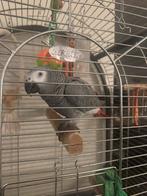 Papegaai, Dieren en Toebehoren, Papegaai