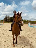 9 jarige spring merrie, Dieren en Toebehoren, Paarden, Merrie, Springpaard, Z, 7 tot 10 jaar