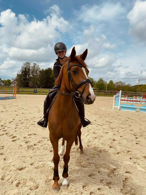 9 jarige spring merrie, Dieren en Toebehoren, Paarden, Merrie, 160 tot 165 cm, 7 tot 10 jaar, Springpaard