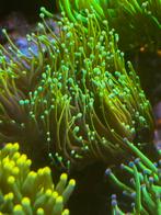 Euphyllia toorts koraal