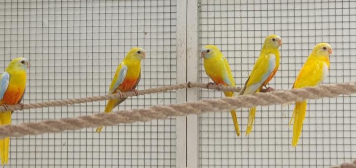 turquoisine parkieten 2025, Dieren en Toebehoren, Vogels | Parkieten en Papegaaien, Parkiet, Meerdere dieren, Geringd