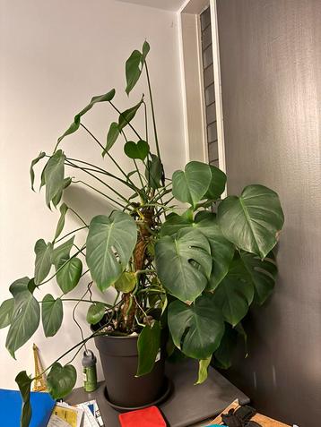 Volwassen monstera plant beschikbaar voor biedingen