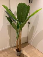 Nepplant bananenboom, Ophalen, Zo goed als nieuw