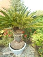 plantes, En pot, Palmier, 150 à 200 cm, Enlèvement