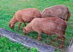 Schapen te koop, Dieren en Toebehoren, Schapen, Geiten en Varkens, Mannelijk, Schaap, 0 tot 2 jaar