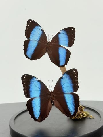 Opgezette Blauwe Morpho in Stolp - Wildernis Atelier beschikbaar voor biedingen