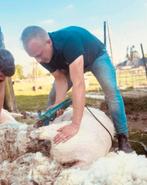 Scheren van alle soorten schapen&alpacas heel belgie, Dieren en Toebehoren, Schapen, Geiten en Varkens