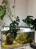 Juwel aquarium + toebehoren + vissen + voeding, Dieren en Toebehoren, Ophalen, Gebruikt, Gevuld zoetwateraquarium