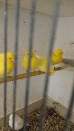 Gezocht , kleur en postuur kanaries, Dieren en Toebehoren, Vogels | Kanaries