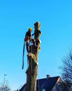 Boomverzorging - Vellen en snoeien van bomen, Diensten en Vakmensen, Tuinonderhoud of Snoeiwerk