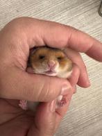 Goudhamster, Dieren en Toebehoren, Hamster, Geslacht onbekend, Tam, Oktober