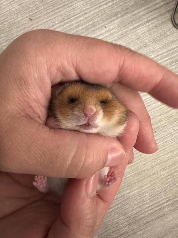 Goudhamster beschikbaar voor biedingen