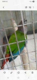 pyrrhura en valkparkiet, Dieren en Toebehoren, Vogels | Parkieten en Papegaaien, Meerdere dieren, Parkiet