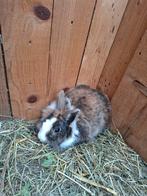 2 dwerkonijnen, Dieren en Toebehoren