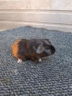 Blauw/amber/wit zeugje, Cavia, Vrouwelijk, Mei, Tam