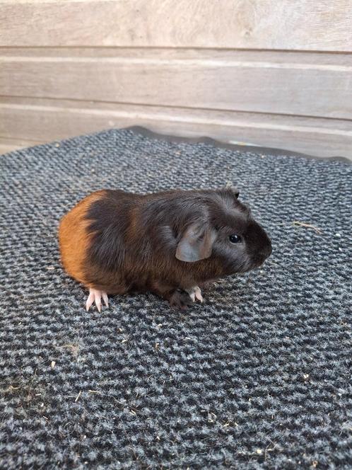 Blauw/amber/wit zeugje, Dieren en Toebehoren, Knaagdieren, Vrouwelijk, Cavia, Mei, Tam