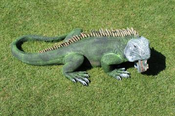 Standbeeld van een leguaan in natuurlijke kleuren 1 m!! beschikbaar voor biedingen