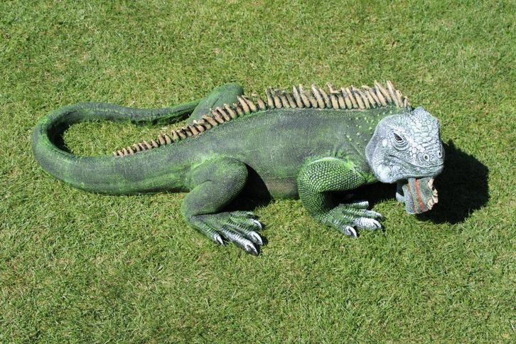 Standbeeld van een leguaan in natuurlijke kleuren 1 m!!, Tuin en Terras, Tuinbeelden, Nieuw, Dierenbeeld, Kunststof, Ophalen