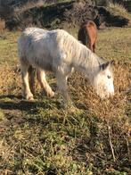 Tinker, Dieren en Toebehoren, 3 tot 6 jaar, C pony (1.27m tot 1.37m), Onbeleerd, Recreatiepony