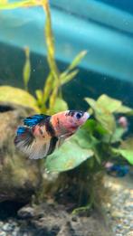 Mannelijke koi / marble betta, Dieren en Toebehoren, Vissen | Aquariumvissen, Vis, Zoetwatervis