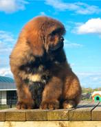 Tibetaanse mastif pups, Animaux & Accessoires, Chiens | Huskys, Loulous & Types primitifs, Plusieurs, Belgique, 8 à 15 semaines