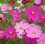 Cosmos / Cosmea zaden, Tuin en Terras, Bloembollen en Zaden, Verzenden