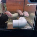 Zebrachicliden Ongeveer 7 Cm 5 witte en 1Blauwe., Dieren en Toebehoren, Vissen | Aquariumvissen