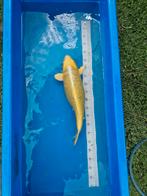 Yamabuki Japanse koi, Dieren en Toebehoren