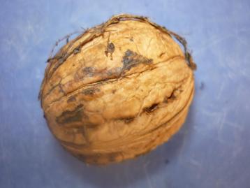 okkernoten , walnoten beschikbaar voor biedingen