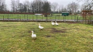 3 boeren ganzen vrouwelijk 