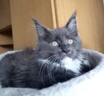 Mainecoons kittens, Dieren en Toebehoren, Katten en Kittens | Raskatten | Langhaar, Meerdere dieren, Gechipt, 0 tot 2 jaar